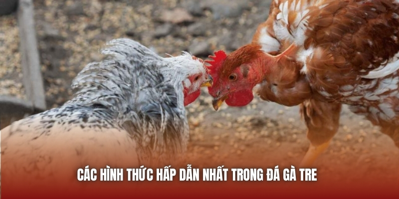 Các hình thức hấp dẫn nhất trong đá gà tre