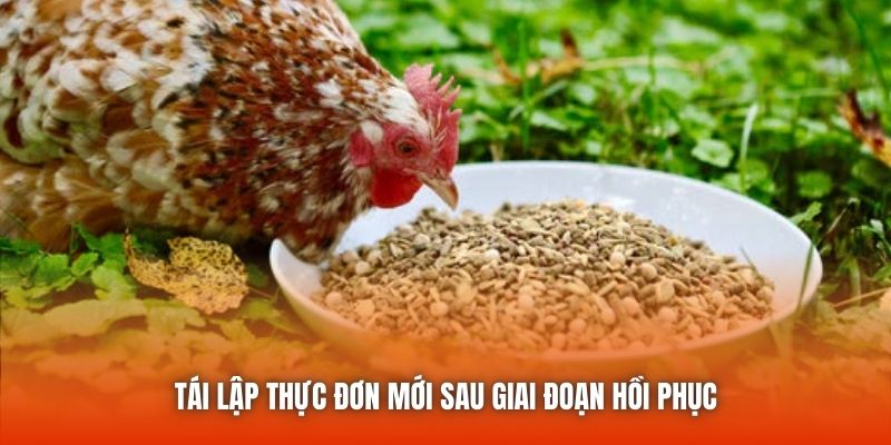 Cách trị gà ăn không tiêu bằng cách phát hiện biểu hiện kịp thời