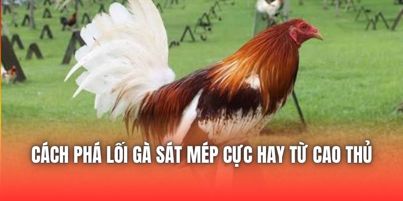 Cách Phá Lối Gà Sát Mép Cực Hay Từ Cao Thủ