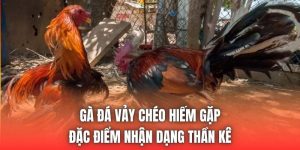 Gà Đá Vảy Chéo Hiếm Gặp - Đặc Điểm Nhận Dạng Thần Kê