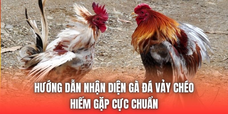 Hướng dẫn nhận diện gà đá vảy chéo hiếm gặp cực chuẩn