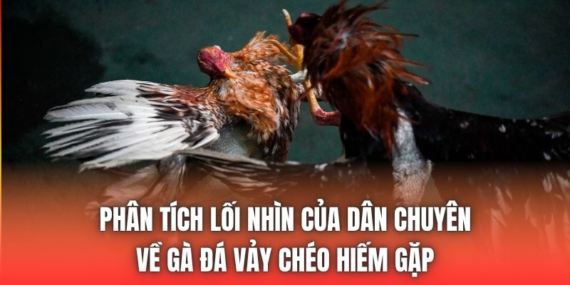Phân tích lối nhìn của dân chuyên về gà đá vảy chéo hiếm gặp